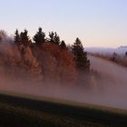 Der Nebel nimmt dne Wald in die Zange