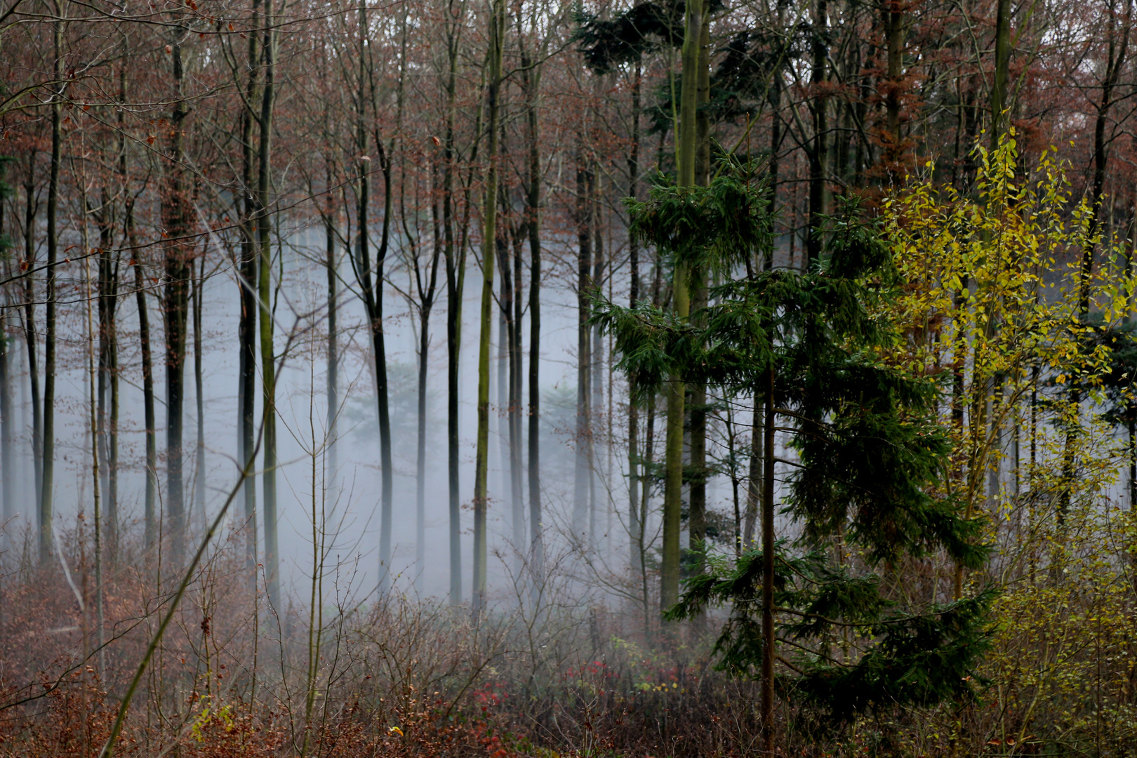 Der Nebel schleicht sich an