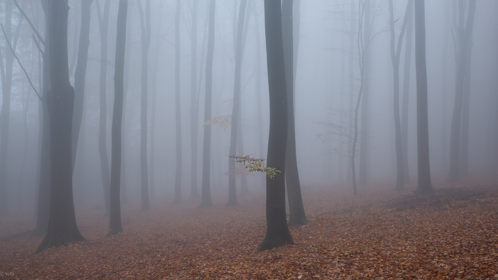 Der Nebel schluckt die lauten Töne... Maso Carto