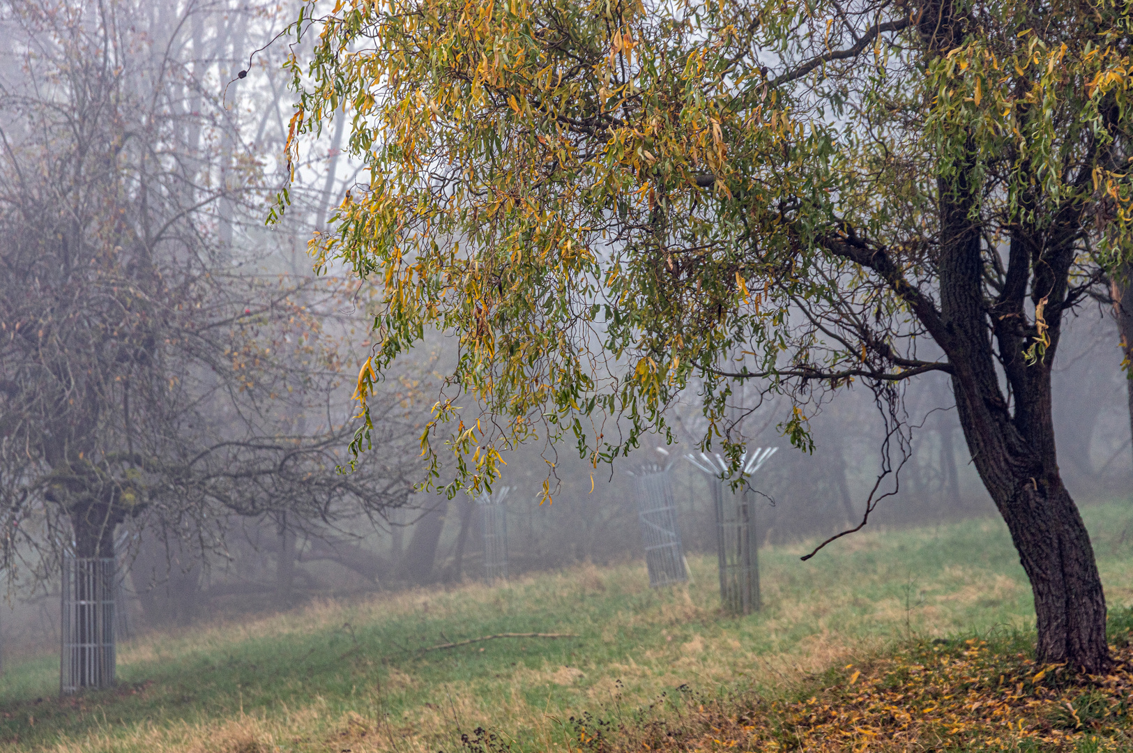 Der Nebel schluckt