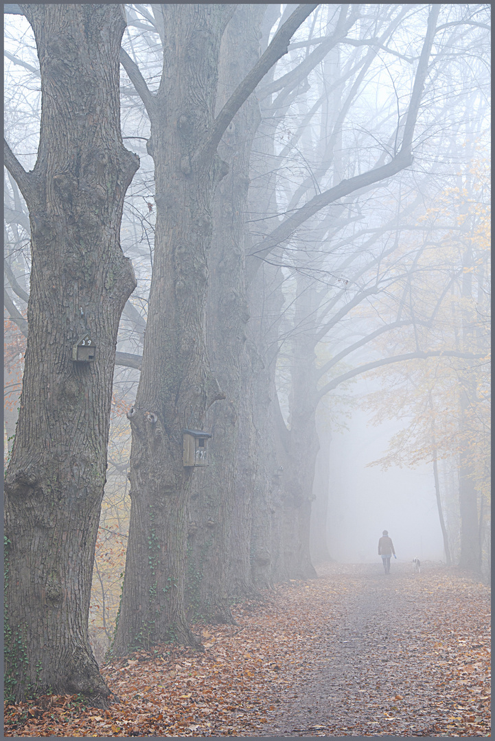 Der Nebel steigt