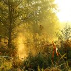 Der Nebel steigt auf