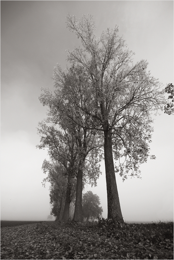 Der Nebel steigt, es fällt das Laub