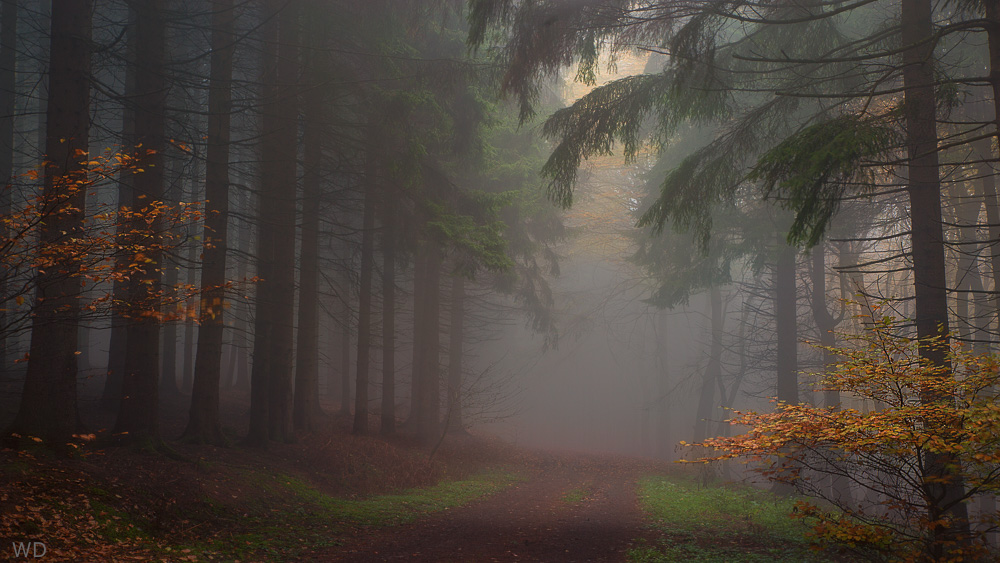 Der Nebel steigt, es fällt das Laub ... (Theodor Storm)