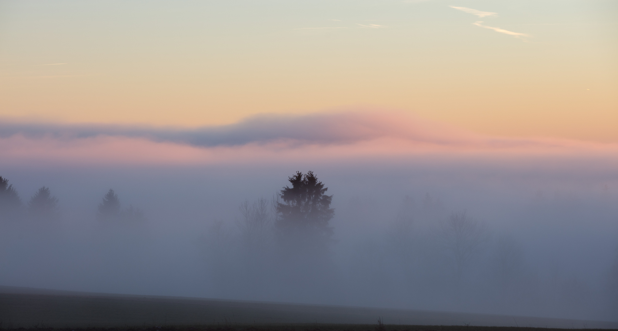 Der Nebel verhüllt den Wald