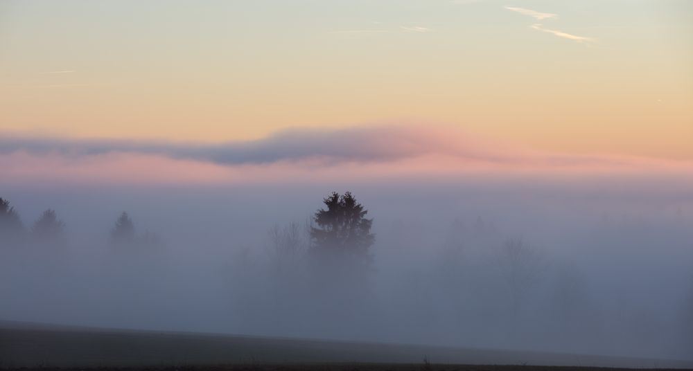 Der Nebel verhüllt den Wald