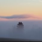 Der Nebel verhüllt den Wald