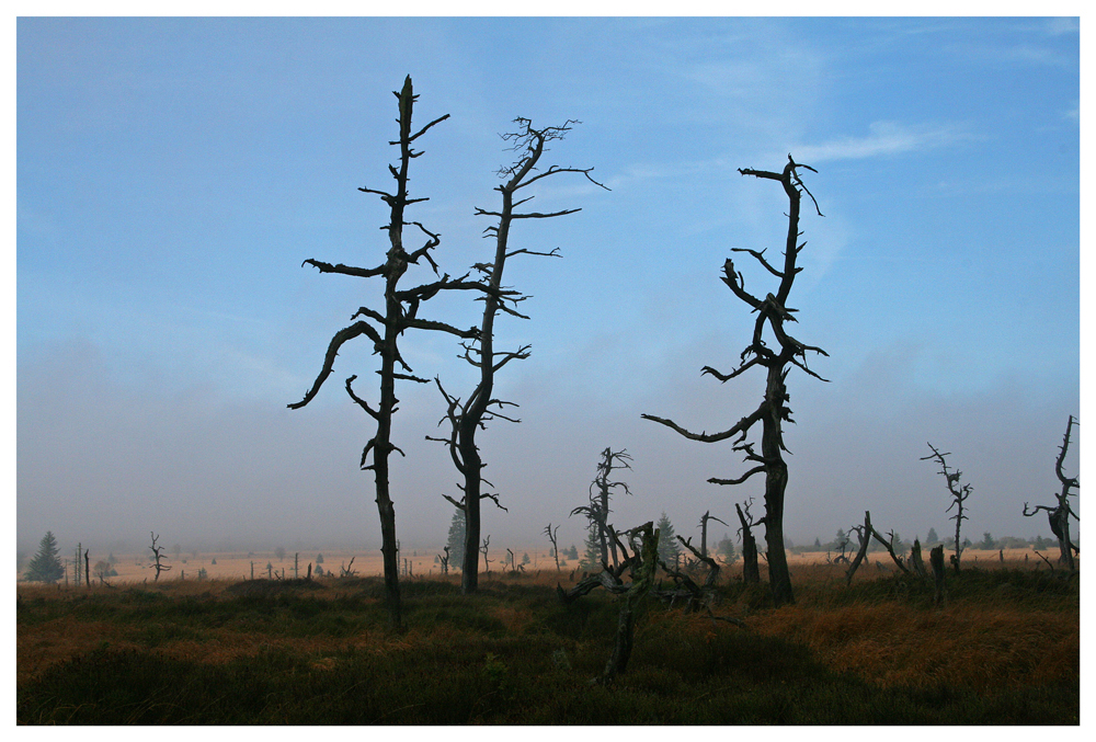 der Nebel verzieht sich (im Hohen Venn)