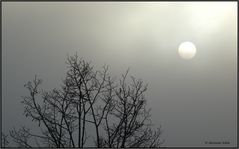 Der Nebel war stärker...