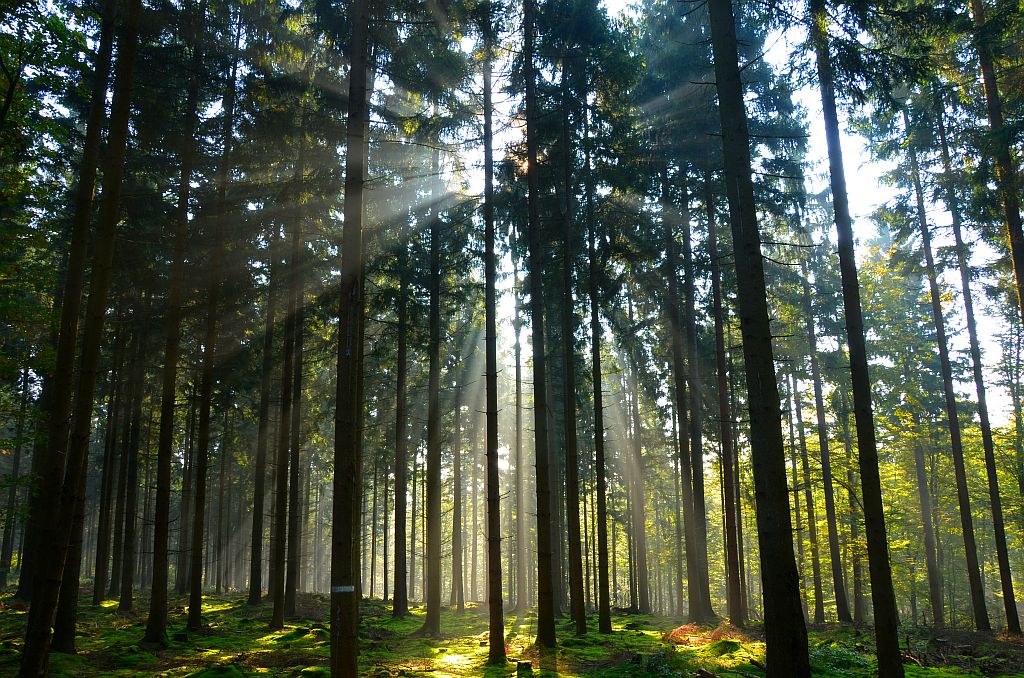 Der Nebel weicht der Sonne