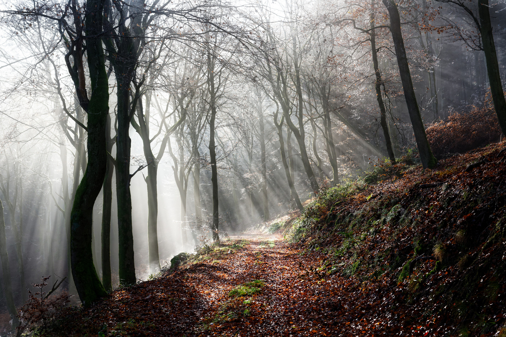 Der Nebel weicht, die Sonne kommt.. -(4)