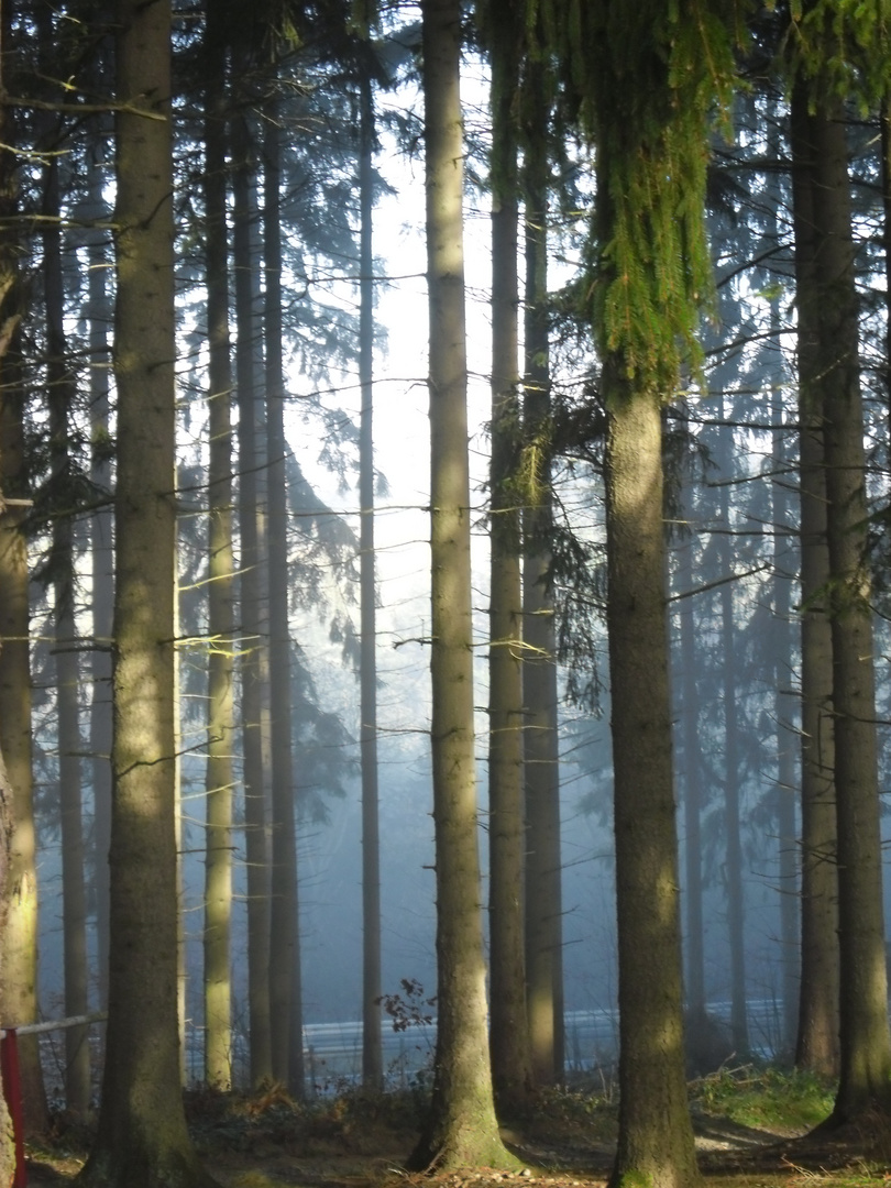 Der Nebel zieht durch den Wald ....