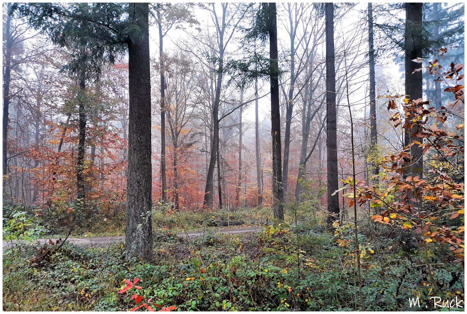 Der Nebel zieht durch die herbstlichen Wälder 