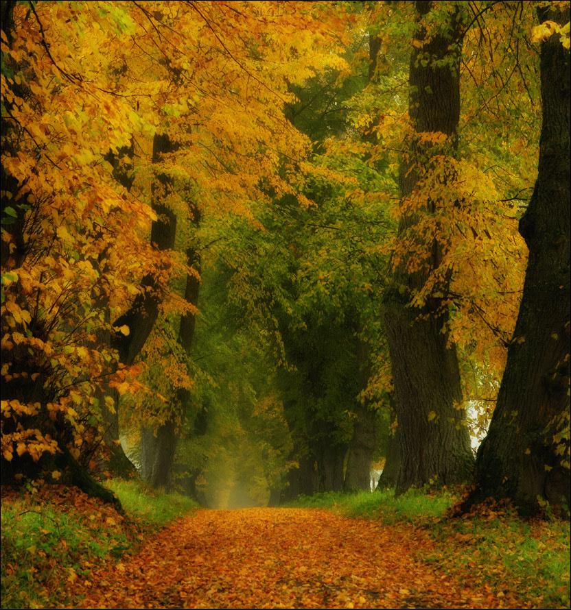 --- Der Nebel zog durch das Laub--- :o)