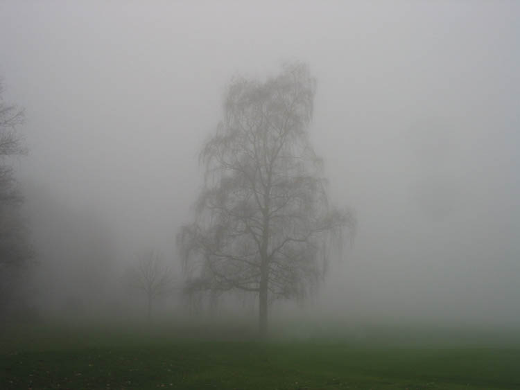 Der Nebelbaum