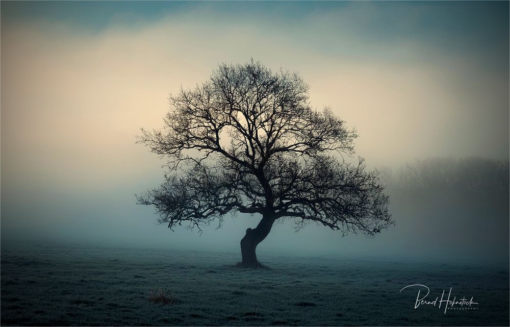 der Nebelbaum .....