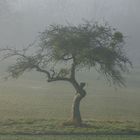 der nebelbaum im winter