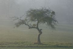 der nebelbaum im winter