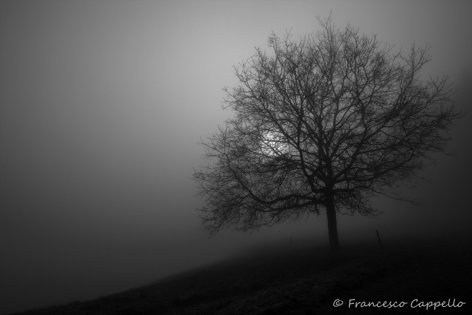 der Nebelbaum - tree in the mist
