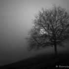 der Nebelbaum - tree in the mist