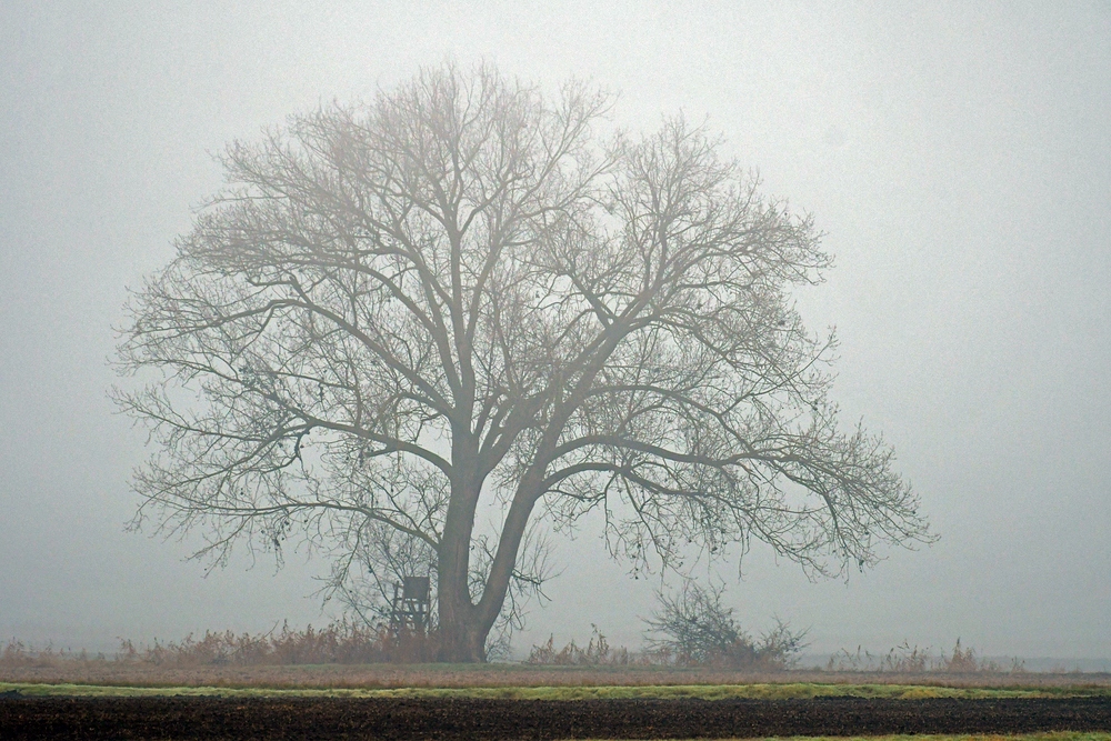 Der Nebelbaum von Hessenaue