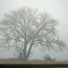 Der Nebelbaum von Hessenaue