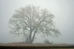 Der Nebelbaum von Hessenaue