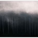 Der Nebelbaumwald