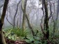Der Nebelwald... von Anke S.