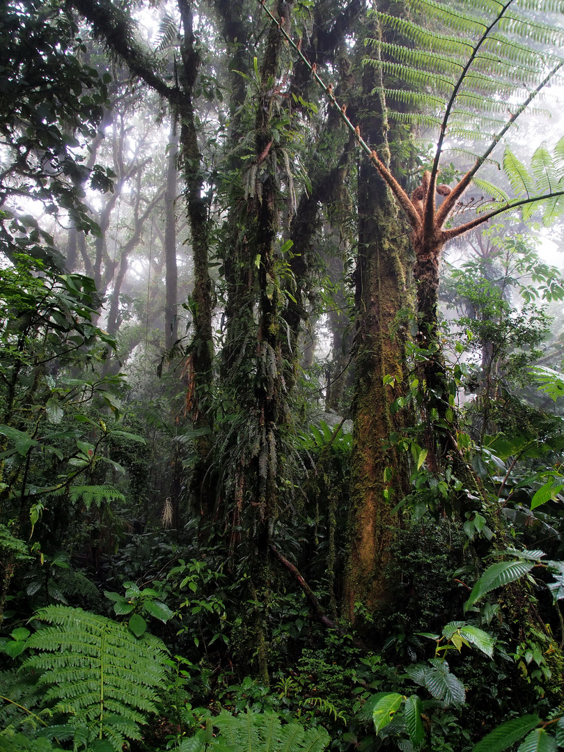 Der Nebelwald von Monteverde in Costa Rica