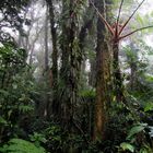 Der Nebelwald von Monteverde in Costa Rica