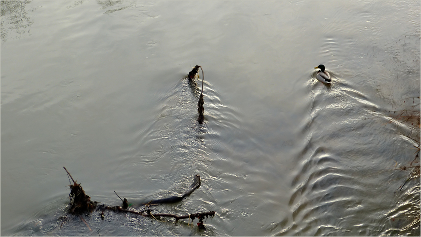 Der Neckar von oben