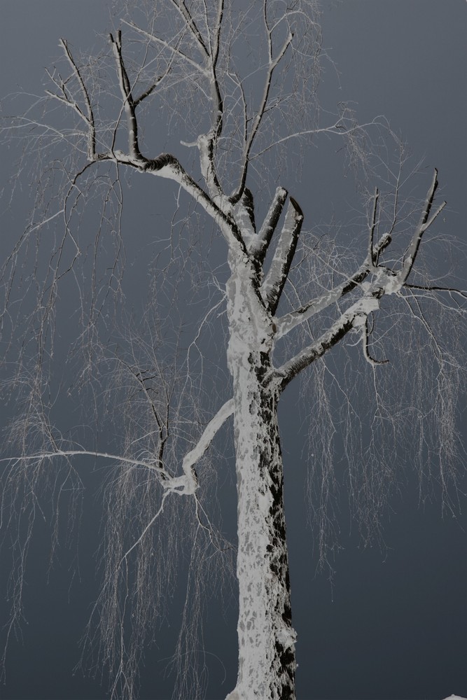 der negative Baum