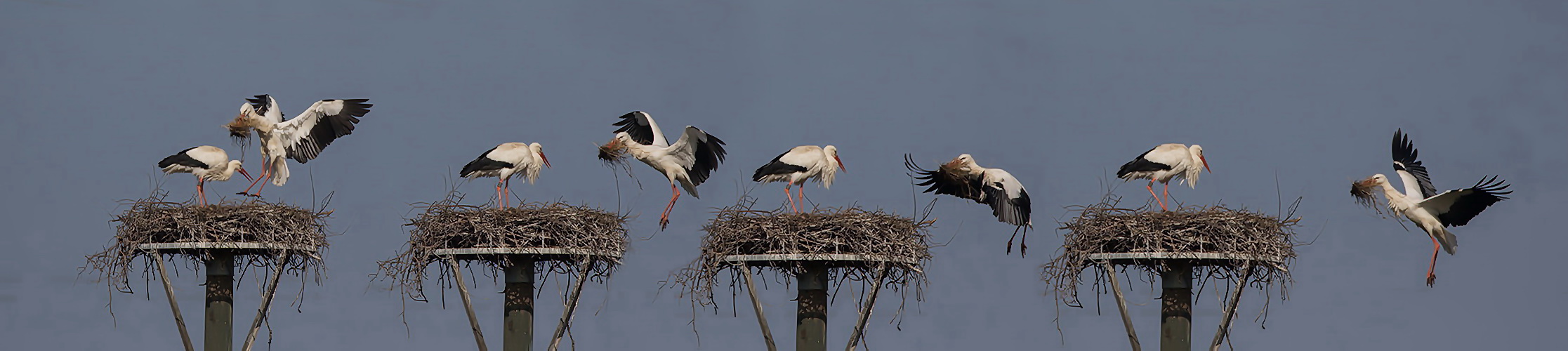 Der Nestanflug