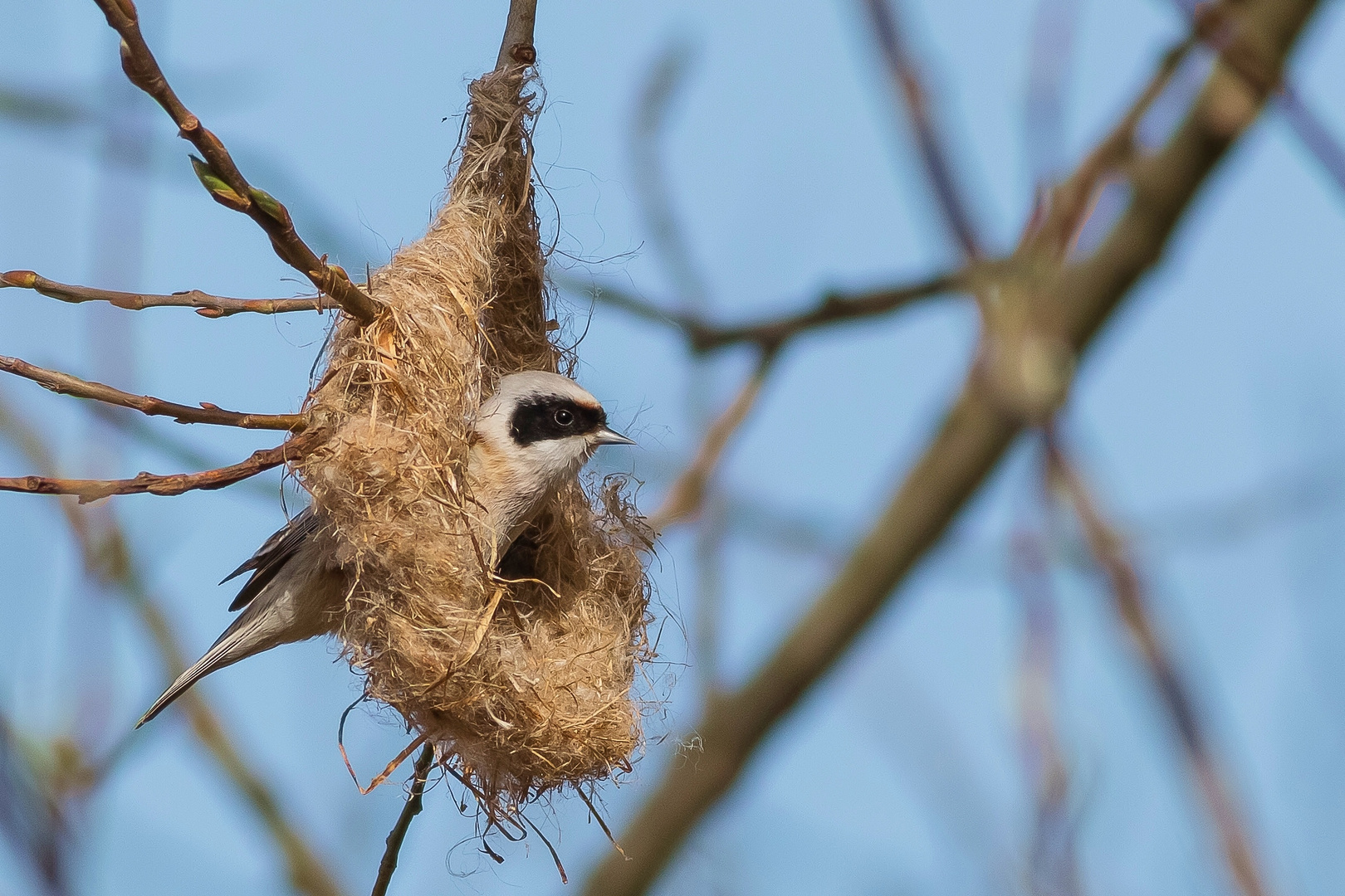 der Nestbau...