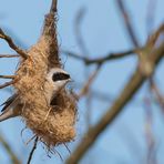 der Nestbau...