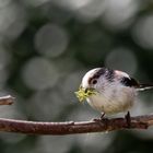 Der Nestbau beginnt