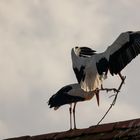 der Nestbau hat begonnen