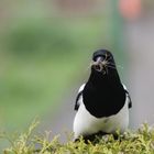 der Nestbau hat begonnen