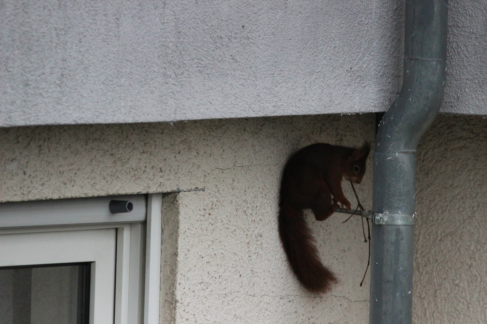 Der Nestbaubeginn im 3. Stock , Adresse Fallrohr.