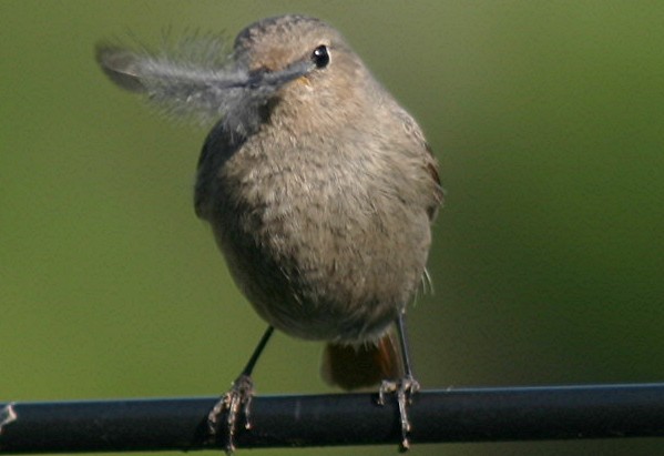 Der Nestbauer 2