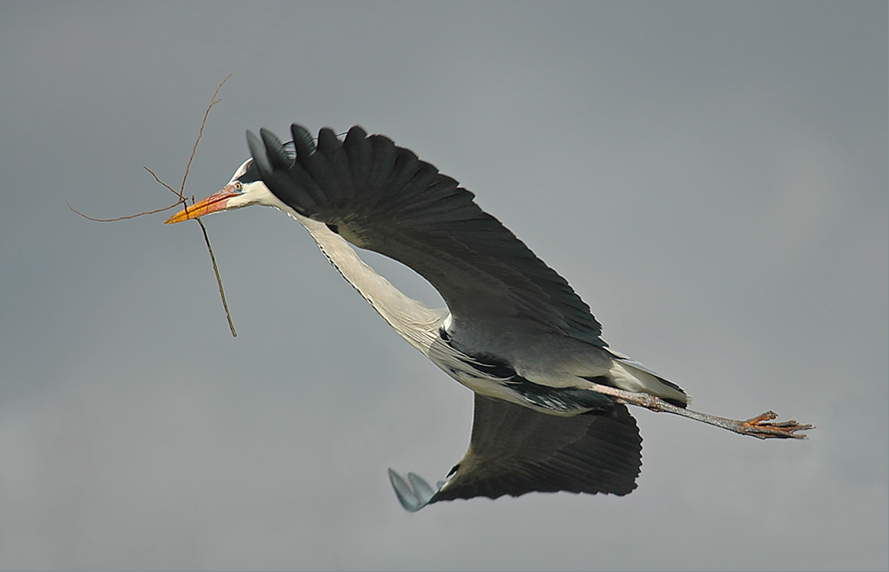 der Nestbauer