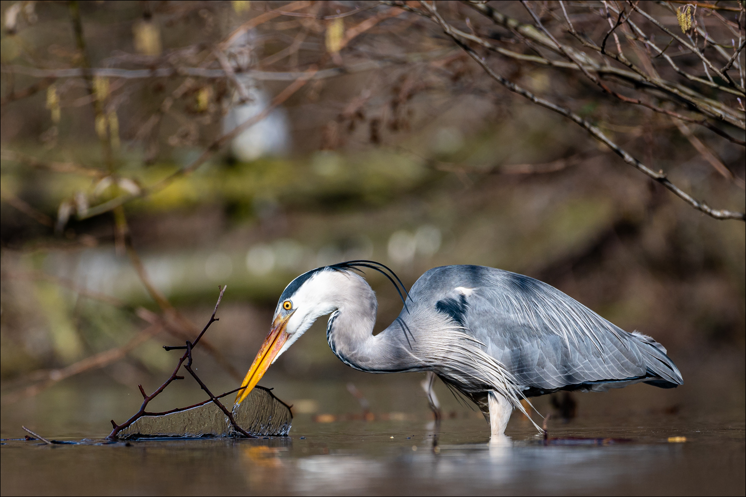 Der Nestbauer