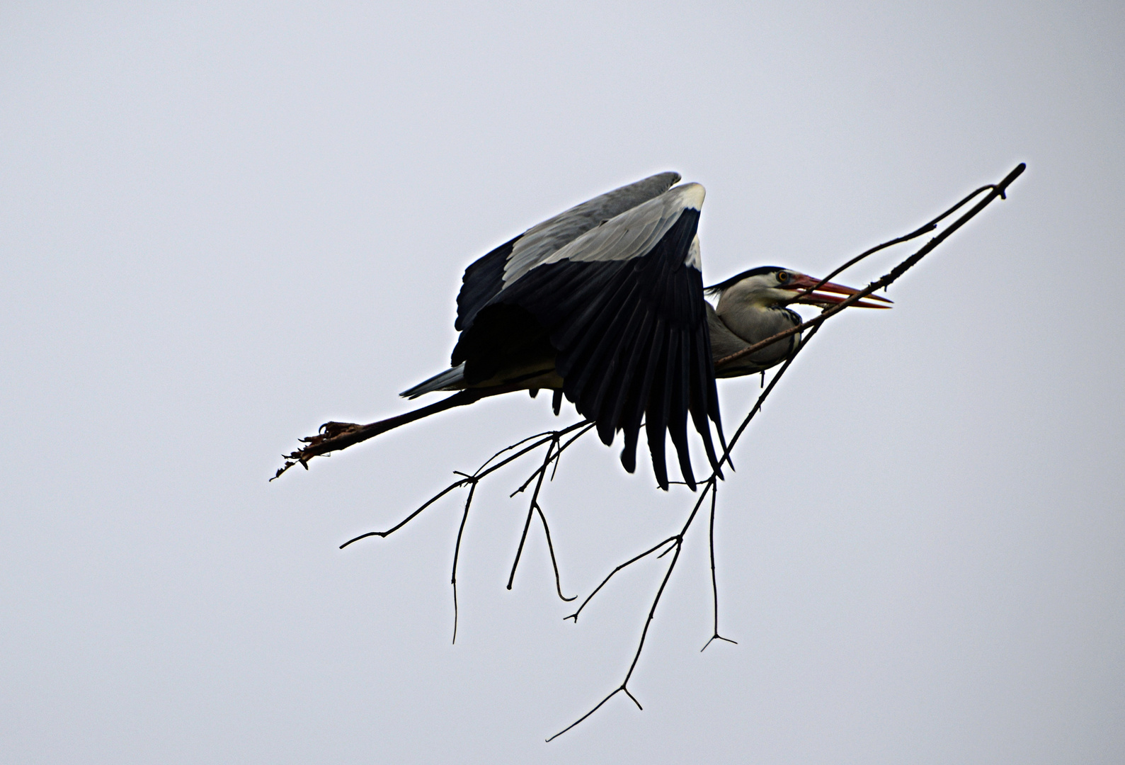 Der Nestbauer