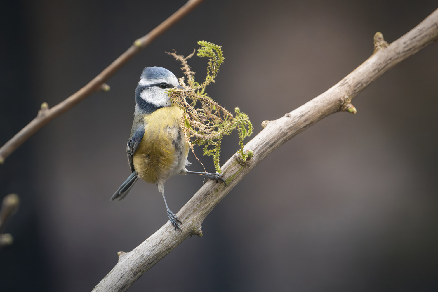 Der Nestbauer