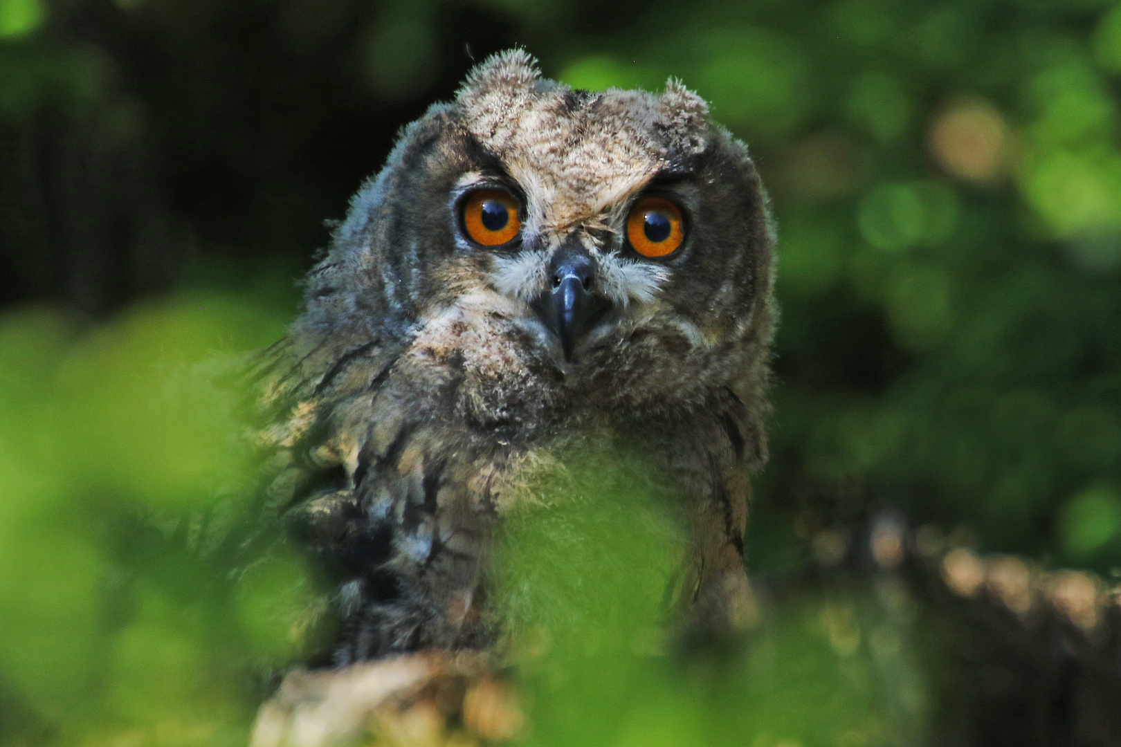 Der Nestflüchter