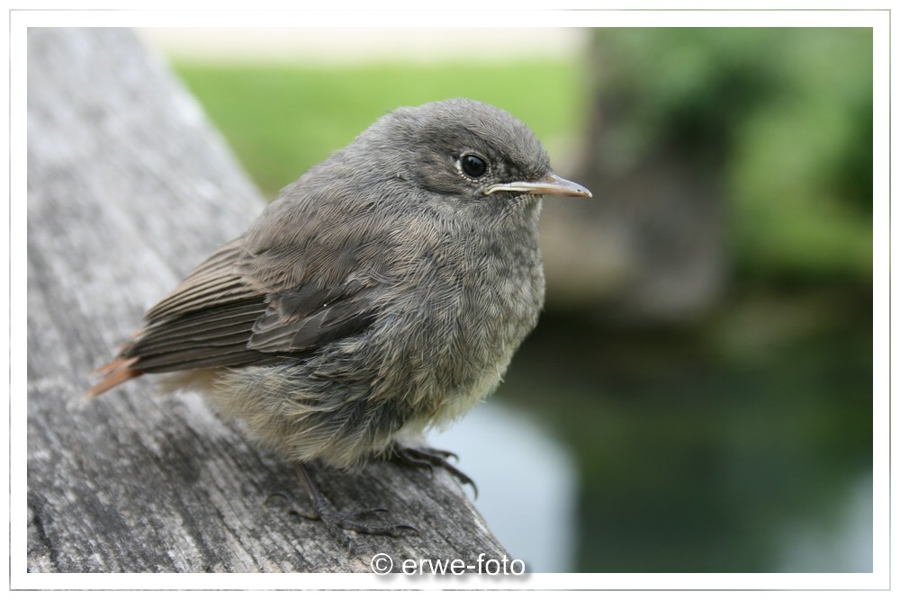 Der Nestflüchter