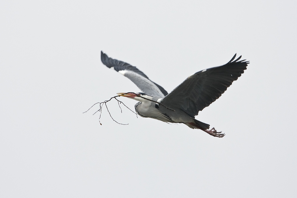 Der "Nest"Reiher