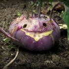 der nette Kohlrabi