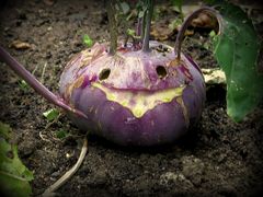 der nette Kohlrabi